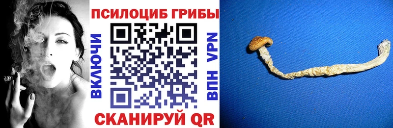 Псилоцибиновые грибы прущие грибы  Купить где  Чегем 
